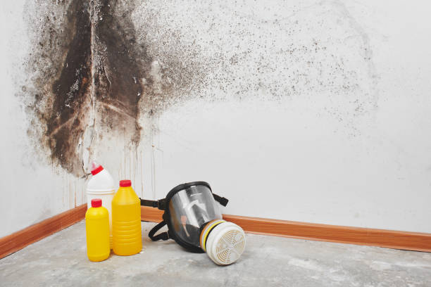 Best Certified Mold Removal  in Pulaski, NY