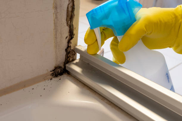 Best Same-Day Mold Removal  in Pulaski, NY