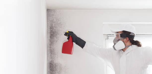 Best Commercial Mold Removal  in Pulaski, NY