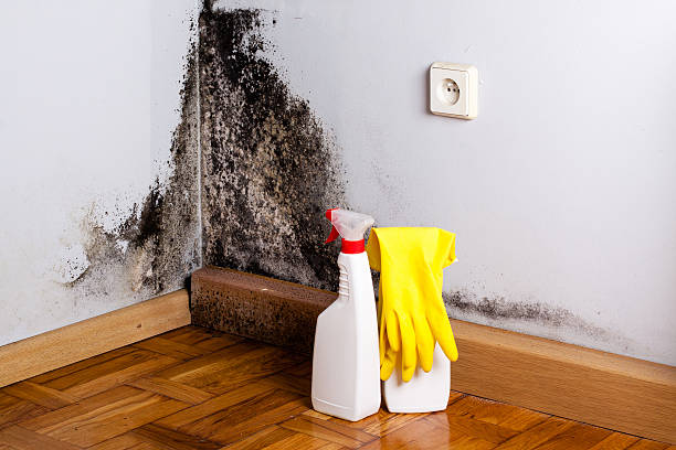Best Fast Mold Removal  in Pulaski, NY