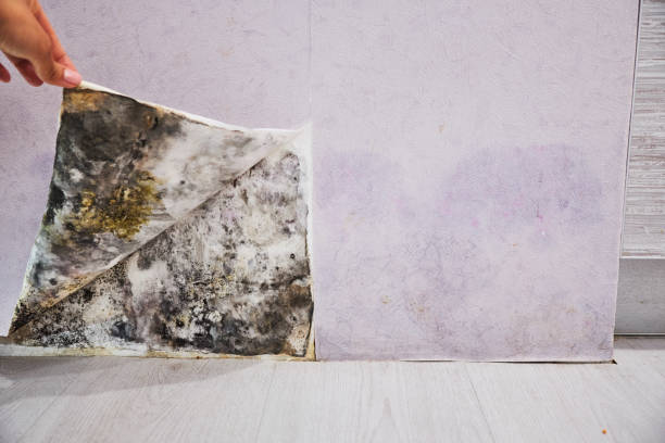 Best Toxic Mold Removal  in Pulaski, NY